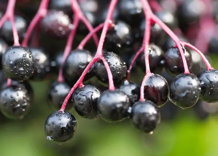 Elderberry, Sambucus Nigra | Cybercolors